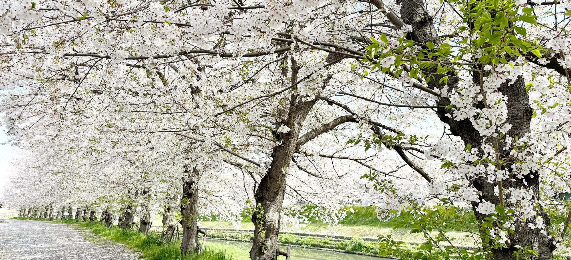 桜
