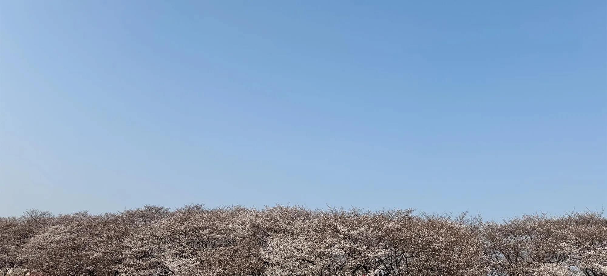 背景
